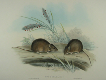 John Gould, Mammals of Australia